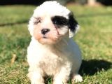Sevimli Morkie Yavru