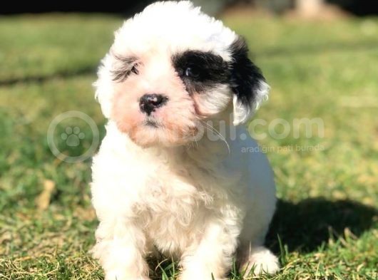 Sevimli Morkie Yavru görsel