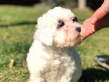 Sevimli Morkie Yavru