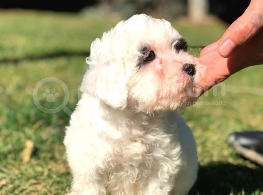 Sevimli Morkie Yavru görsel