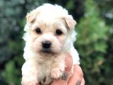 Dişi Erkek Maltipoo