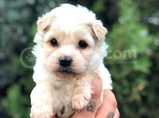 Dişi Erkek Maltipoo görsel