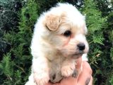 Dişi Erkek Maltipoo