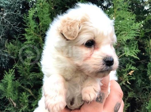 Dişi Erkek Maltipoo görsel