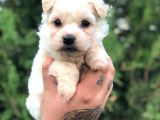 Dişi Erkek Maltipoo