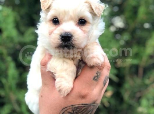 Dişi Erkek Maltipoo görsel