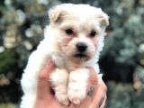 Dişi Erkek Maltipoo