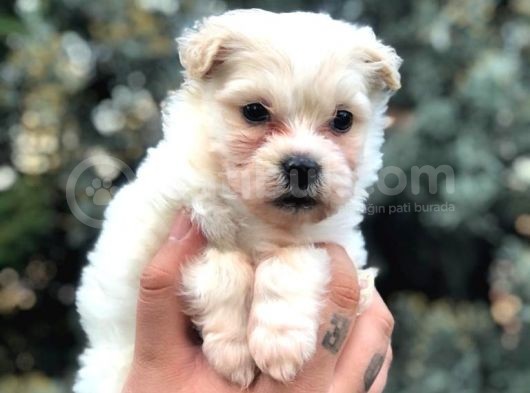 Dişi Erkek Maltipoo görsel