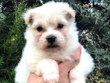 Dişi Erkek Maltipoo