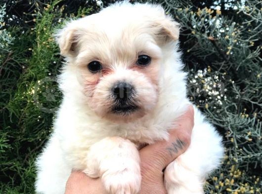 Dişi Erkek Maltipoo görsel
