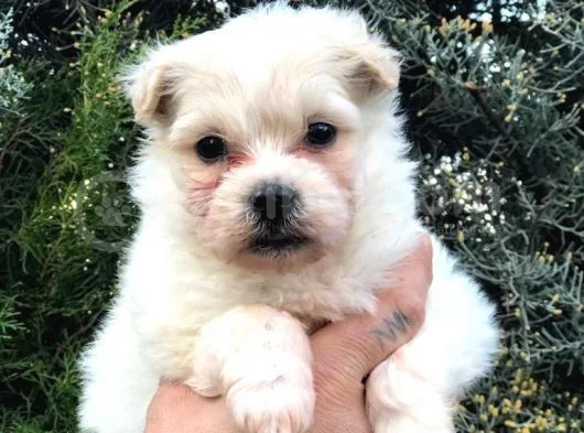 Dişi Erkek Maltipoo