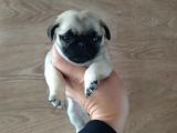 Puf Mops