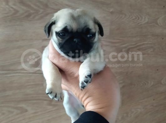 Puf Mops görsel