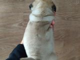 Puf Mops