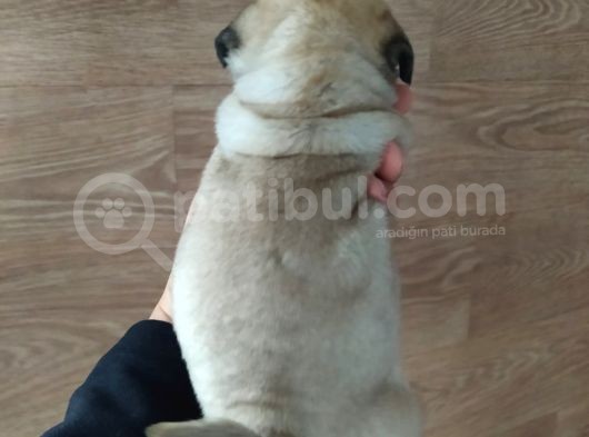 Puf Mops görsel