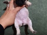 Puf Mops