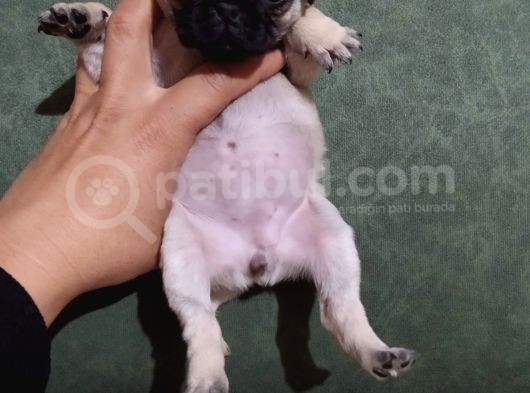 Puf Mops görsel