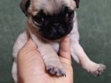Puf Mops