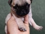 Puf Mops