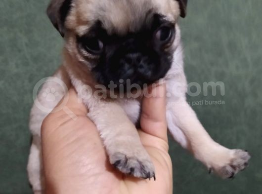 Puf Mops görsel