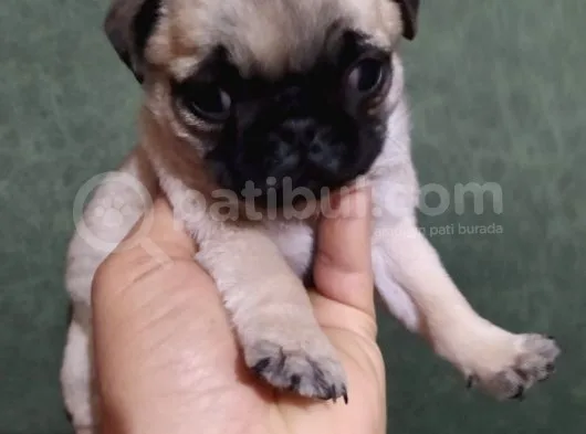 Puf Mops