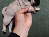 Puf Mops