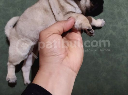 Puf Mops görsel