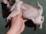Puf Mops