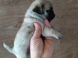 Puf Mops