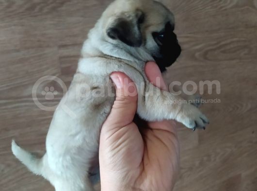 Puf Mops görsel