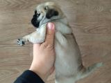 Puf Mops