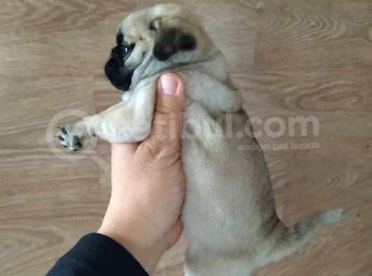 Puf Mops görsel