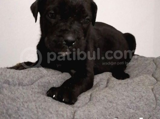 22 Aralik Cane Corsa Yavrularimiz Irk Ve Sağlik Garanti̇li̇ görsel