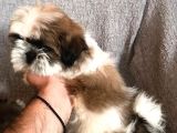 Muhteşem Güzelli̇kte Shi̇h Tzu Yavrularimiz