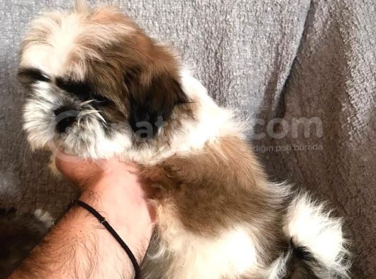 Muhteşem Güzelli̇kte Shi̇h Tzu Yavrularimiz görsel