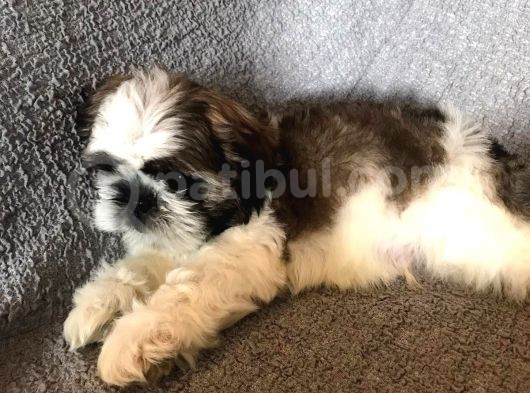 Muhteşem Güzelli̇kte Shi̇h Tzu Yavrularimiz görsel
