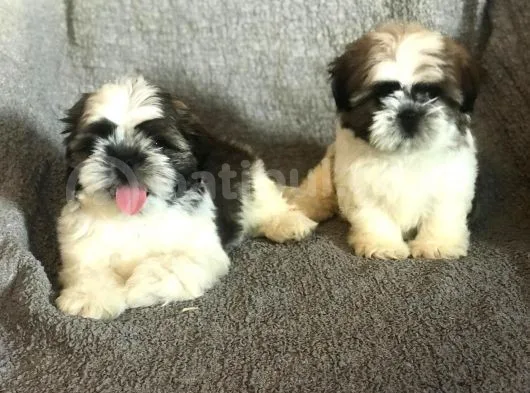 Muhteşem Güzelli̇kte Shi̇h Tzu Yavrularimiz
