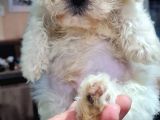Malti̇poo Yavrumuz Yeni̇ Ai̇lesi̇ni̇ Beklemekte