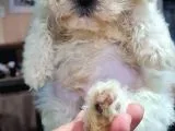 MALTİPOO YAVRUMUZ YENİ AİLESİNİ BEKLEMEKTE