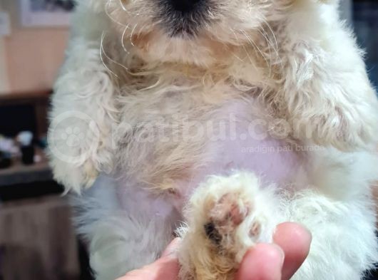 Malti̇poo Yavrumuz Yeni̇ Ai̇lesi̇ni̇ Beklemekte görsel