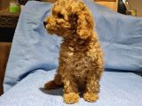 Günü Gelen Aşilari Yapilmiş Red Poodle