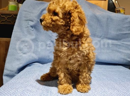 Günü Gelen Aşilari Yapilmiş Red Poodle görsel