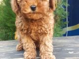 Toy Poodle Yavrularimiz Yeni Evlerini Arıyor