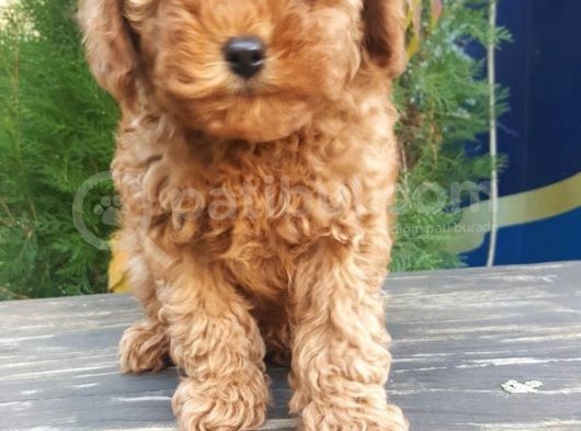 Toy Poodle Yavrularimiz Yeni Evlerini Arıyor görsel