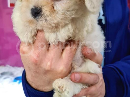 Malti̇poo Yavrumuz Yeni̇ Ai̇lesi̇ni̇ Beklemekte görsel