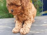 Toy Poodle Yavrularimiz Yeni Evlerini Arıyor