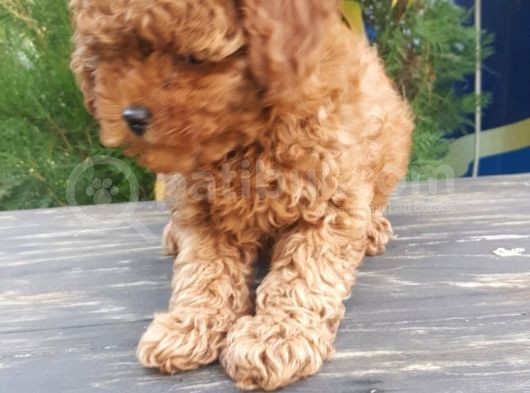 Toy Poodle Yavrularimiz Yeni Evlerini Arıyor görsel