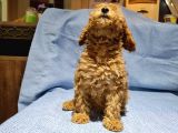 Toy Poodle Yavrularimiz
