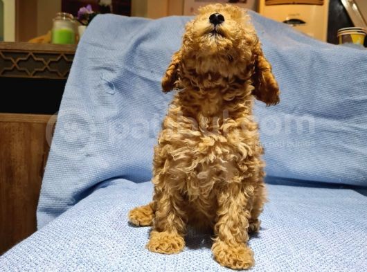 Toy Poodle Yavrularimiz görsel