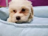 Malti̇poo Yavrumuz Ai̇lesi̇ni̇ Bekli̇yor